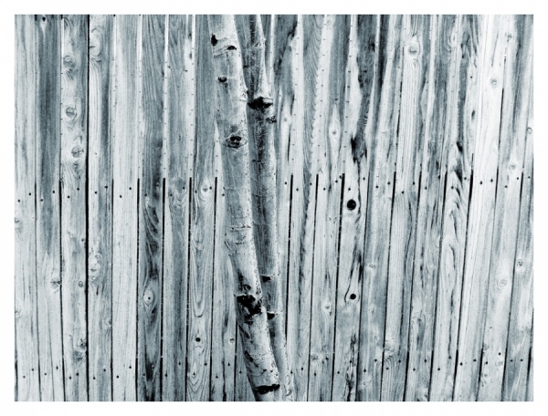 Photograph E J Carr Tree_fence on One Eyeland